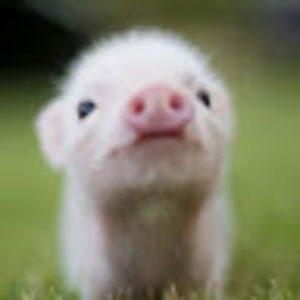 Meet your Posher, Yorkie